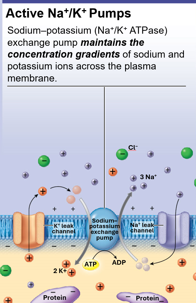 <p>aka Na+/K+ ATPase</p><p>pumps 3 Na+ out &amp; 2 K+ in</p><p>results in net negative inside neuron (favoring Na+ to enter cell)</p><ul><li><p>however, pu expels any Na ions entering cell</p></li></ul><p>uses ATP to power pump</p><p>balances out passive forces (espcially after action potential)</p><p>maintains conc of Na &amp; K ions across plasma membrane</p>