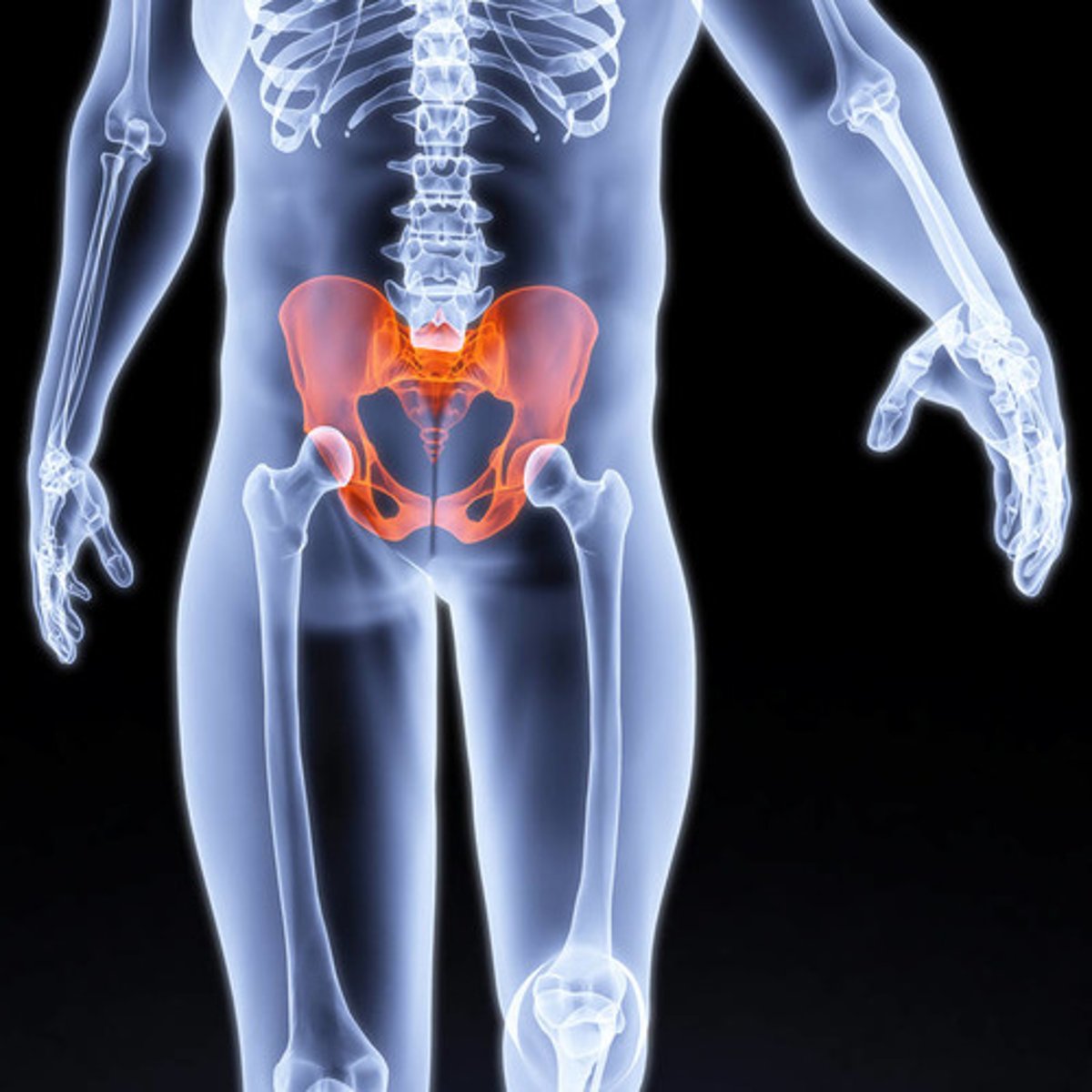 <p>pelvis / hip</p>