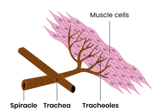 <ul><li><p>Tracheoles have thin walls - so short diffusion distance to cells.</p><p></p></li><li><p>High numbers of highly branched tracheoles - so short diffusion distance to cells and large surface area. </p><p></p></li><li><p>Tracheae provide tubes full of air - so fast diffusion. </p><p></p></li><li><p>Contraction of abdominal muscles (abdominal pumping) changes pressure in body, causing air to move in/ out - maintains concentration gradient for diffusion.</p><p></p></li><li><p>Fluid in end of tracheoles drawn into tissues by osmosis during exercise (lactate produced in anaerobic respiration lowers water potential of cells). </p><ul><li><p>as fluid is removed, air fills tracheoles. </p></li><li><p>so rate of diffusion to gas exchange surface increases as diffusion is faster through air. </p></li></ul></li></ul><p></p>