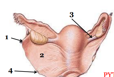 <p>Którym numerem zaznaczono więzadło wieszadłowe jajnika:</p>