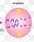 <p>What happens during <em>Anaphase</em>?</p>