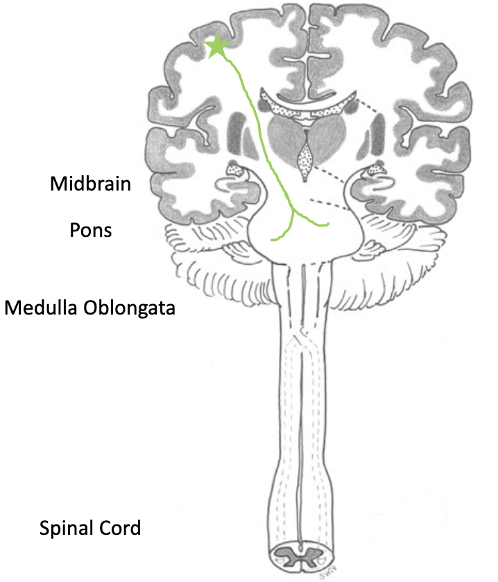 <p><strong>direct motor pathways</strong></p><ul><li><p>discrete voluntary (somatic) movement of muscles of neck, larynx, tongue, head, and face</p><ul><li><p>axons travel through the _______, genu of the internal capsule and crus cerebri</p></li><li><p>axons cross ______ at the level of the motor nucleus they innervate (lower motor neurons, no discrete decussations)</p><ul><li><p>innervate head and neck muscles via the cranial nerves</p></li></ul></li></ul></li><li><p>unlike spinal cord, innervation is often ______</p></li></ul><p></p>