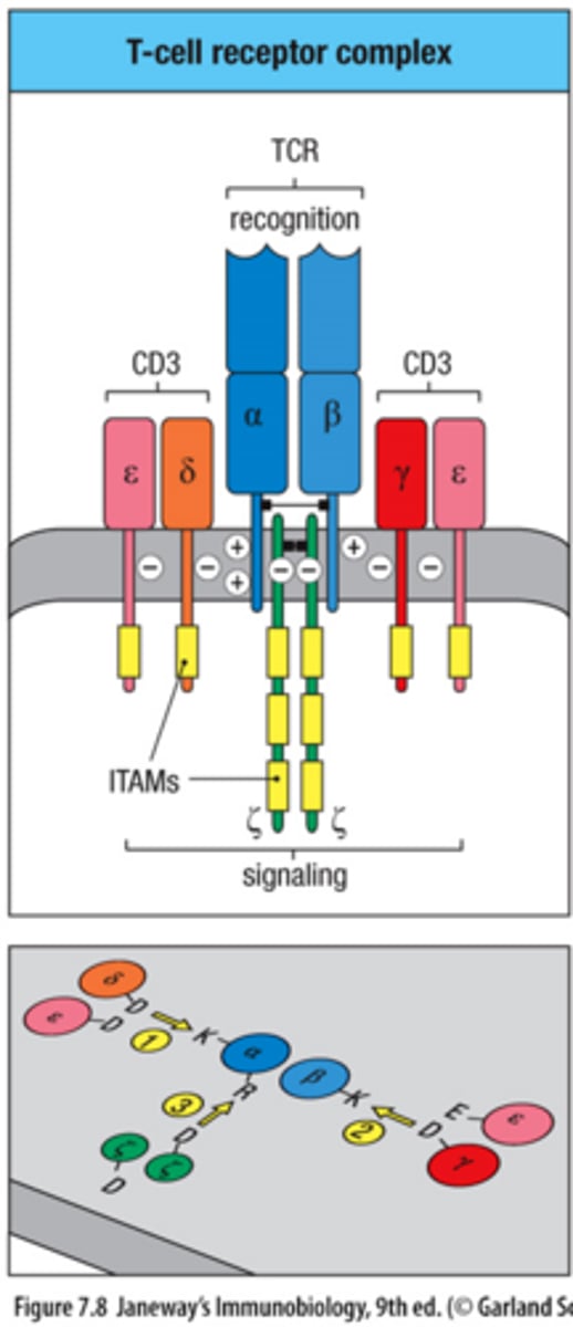 <p>short cytoplasmic tails on the alpha and beta chainsv</p>