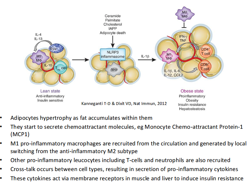 <p>Obesity→ inflammation-→ insulin resistence!</p><p>Revision!!</p>