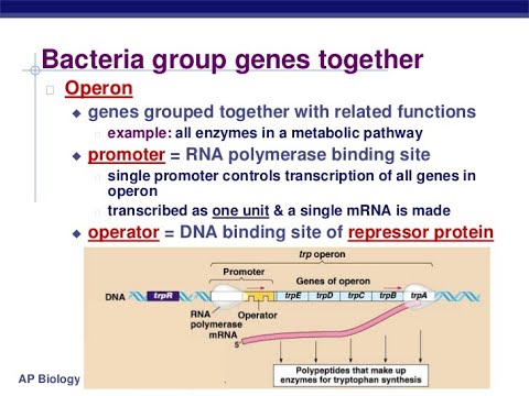 <p><strong>the switching off of individual genes whose products are needed to maintain the function of the cell such as the production of vital enzymes or cofactors</strong></p>
