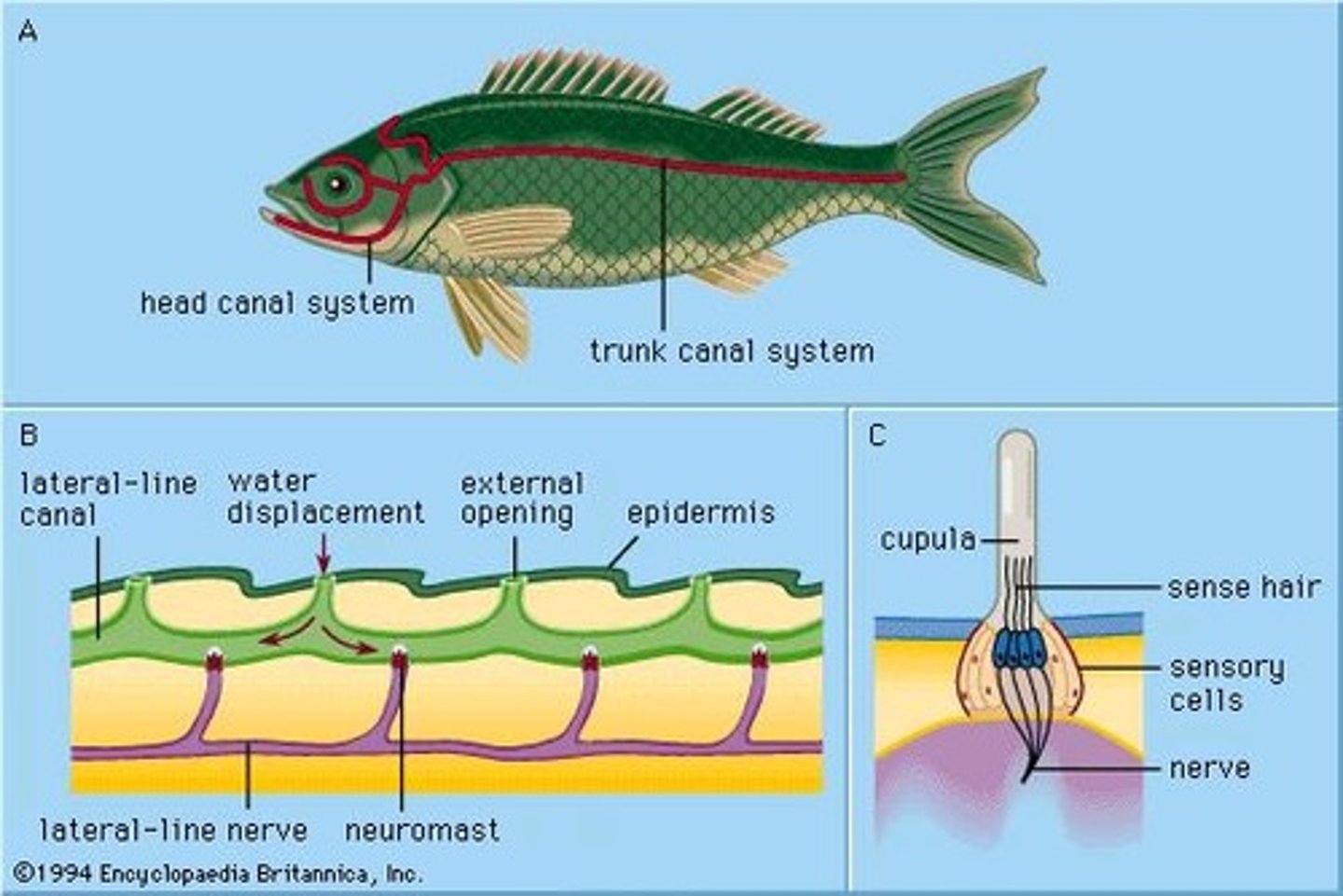<p>Where is the lateral line and what does it do?</p>