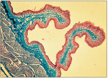 <p>Identify the structure:</p><p>Specie:</p><p>Stain used:</p>