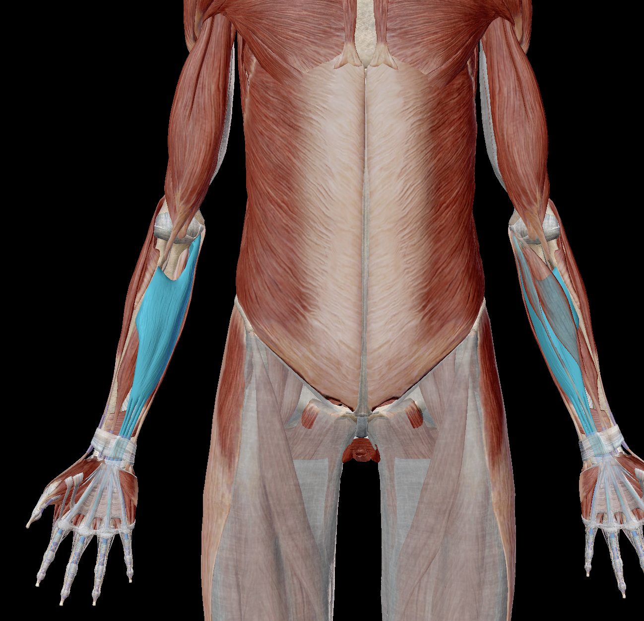 <p>What are the components of the intermediate layer of the anterior forearm?</p>