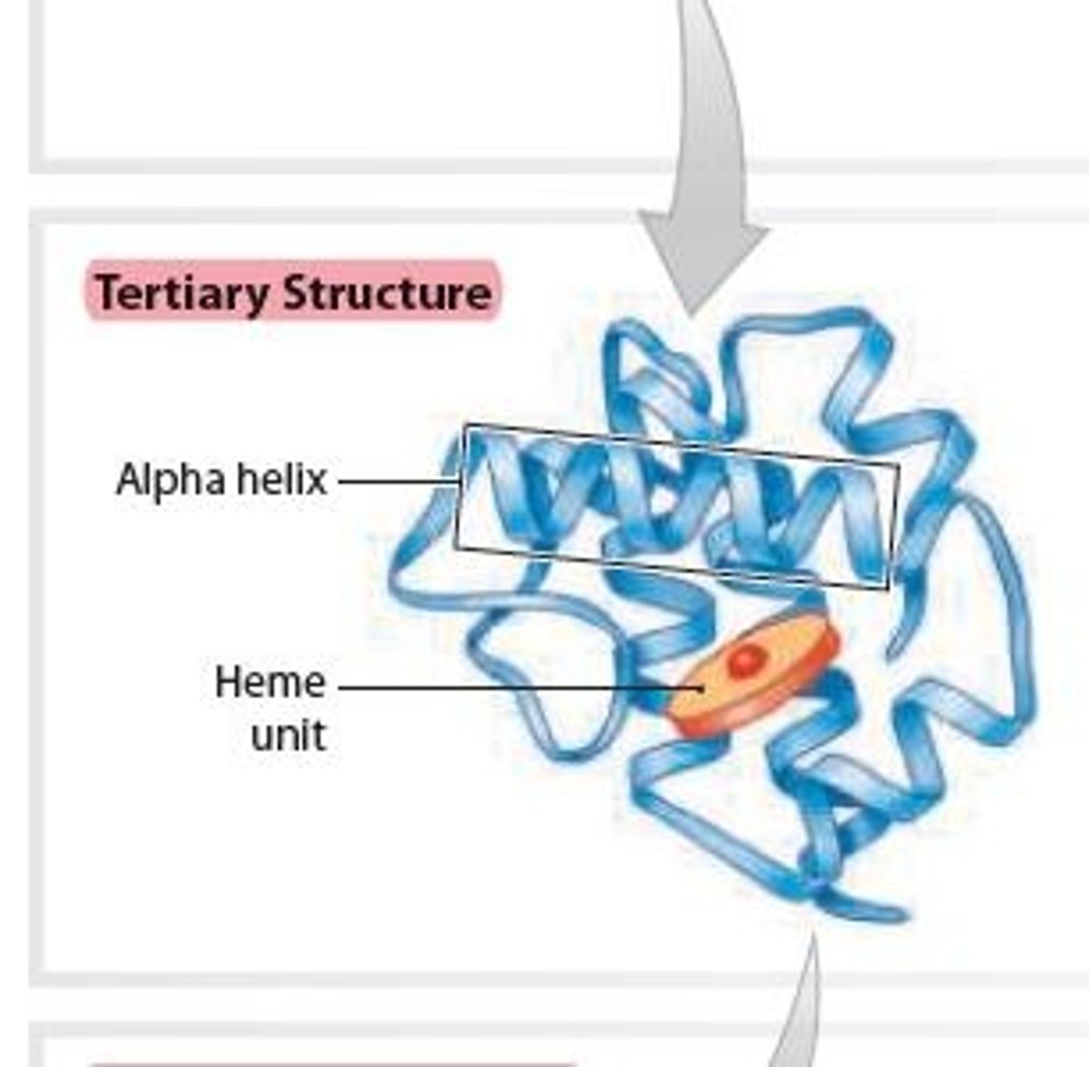 <p>Results from the complex coiling and folding that gives</p><p>a final 3D shape/structure to the Protein</p><p>- primarily from interactions between the polypeptide chain (Protein) and the surrounding water molecules and, to a lesser extent, from interactions between the R groups of amino acids</p><p>- This subunit of hemoglobin contains a Heme unit that can bind to oxygen.</p>