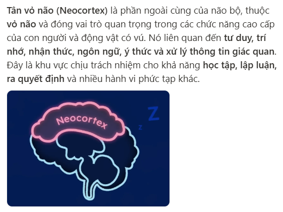 <p>a part of the brain involved in higher-order thinking</p>