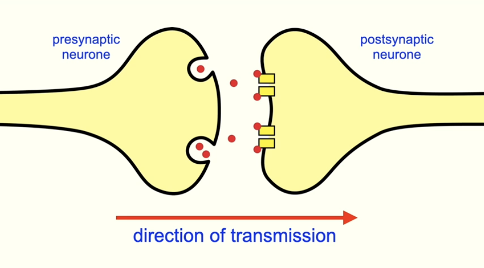 <ul><li><p>repeated firing in short succession from the same presynaptic neurone (as neurotransmitters released from 1 vesicle alone not enough to reach the threshold)</p></li><li><p>threshold is reached and action potential is more likely due to the increased amount of neurotransmitter </p></li></ul><p></p>