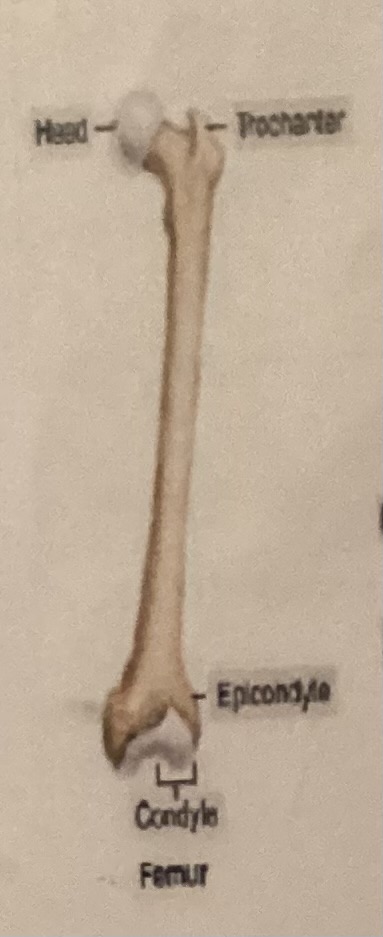 <p>What is a Trochanter?</p>