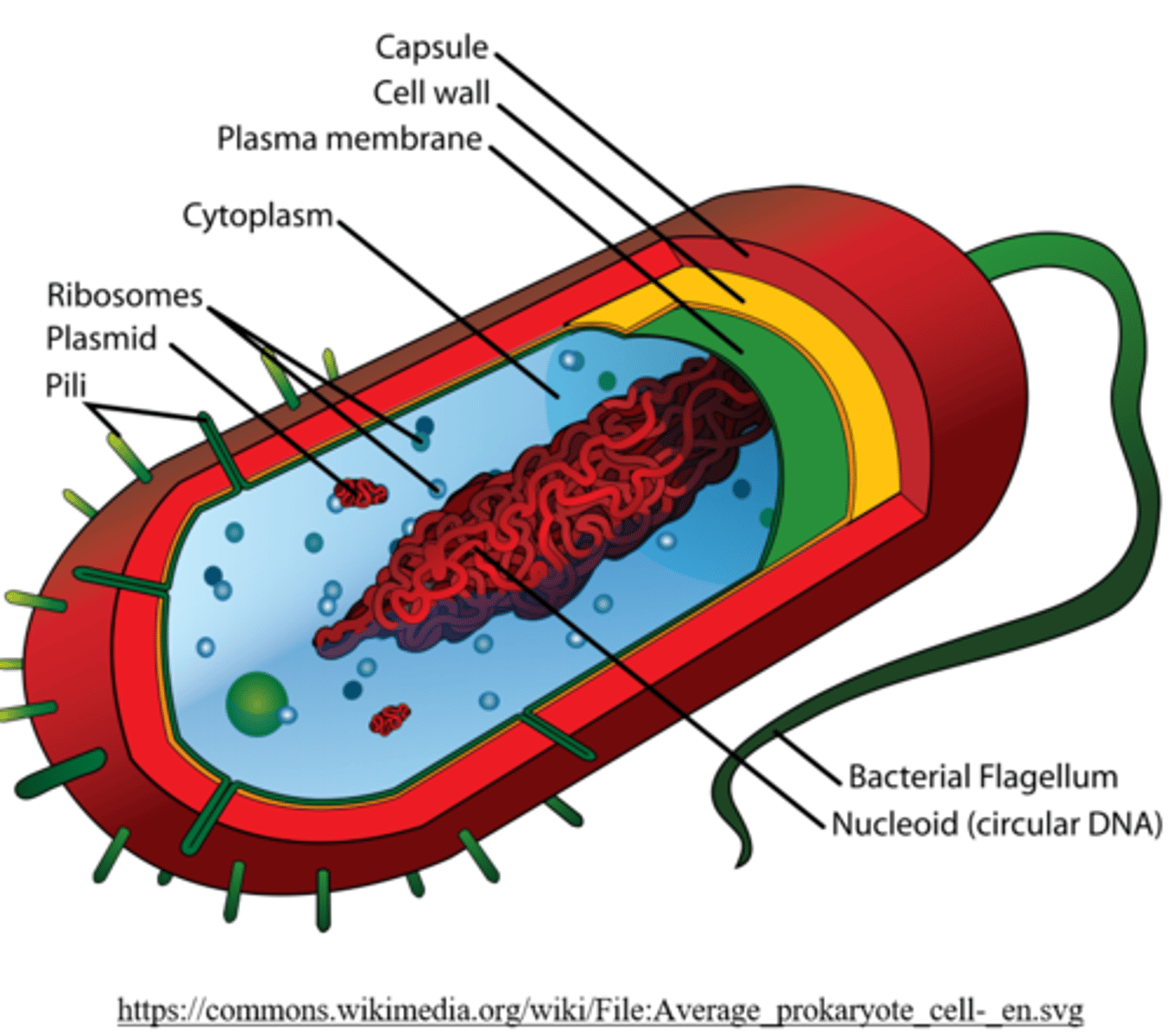 <p>prokaryotes</p>