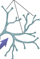 <p>terminal branches</p>