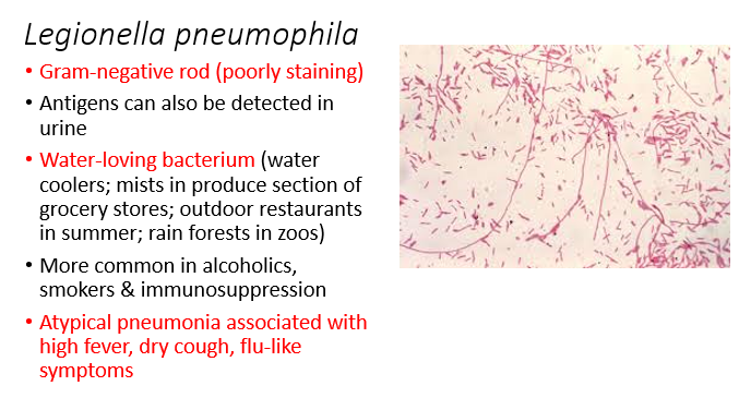 <ul><li><p>Legionella pneumophila is a Gram-negative rod that stains poorly.</p></li><li><p>Antigens can be detected in urine.</p></li><li><p>It is a water-loving bacterium found in various environments, including water coolers, mists in produce sections of grocery stores, outdoor restaurants in summer, and rainforests in zoos.</p></li><li><p>More common in alcoholics, smokers, and individuals with immunosuppression.</p></li><li><p>Atypical pneumonia is associated with high fever, dry cough, and flu-like symptoms.</p></li><li><p>Legionella pneumonia can cause severe respiratory illness and is a notable cause of community-acquired pneumonia, especially in certain environmental settings.</p></li></ul>