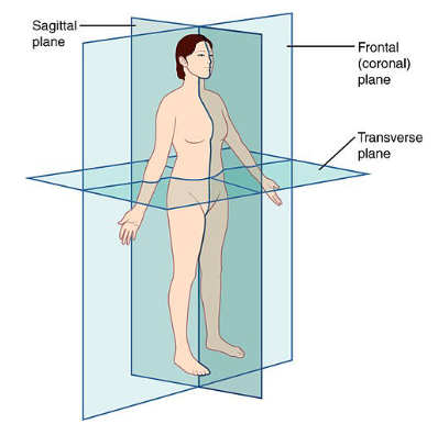 <p>person is cut horizontally</p>