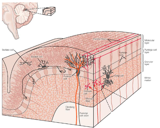<p>Stellate cells</p><p>Basket cells</p><p>Granule cells</p><p>Purkinje cells</p><p>Golgi cells</p>