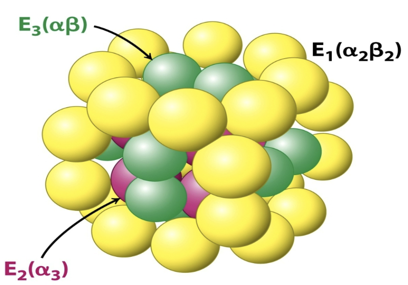 <ul><li><p>Pyruvate dehydrogenase (E1)</p></li><li><p>Dihydrolipoyl transacetylase (E2)</p></li><li><p>Dihydrolipoyl dehydrogenase (E3)</p></li></ul><p></p>