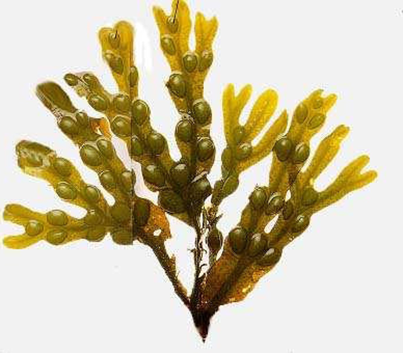 <p>brown algae</p><p>ex. kelp and seaweed</p><p>found in cool saltwater</p>