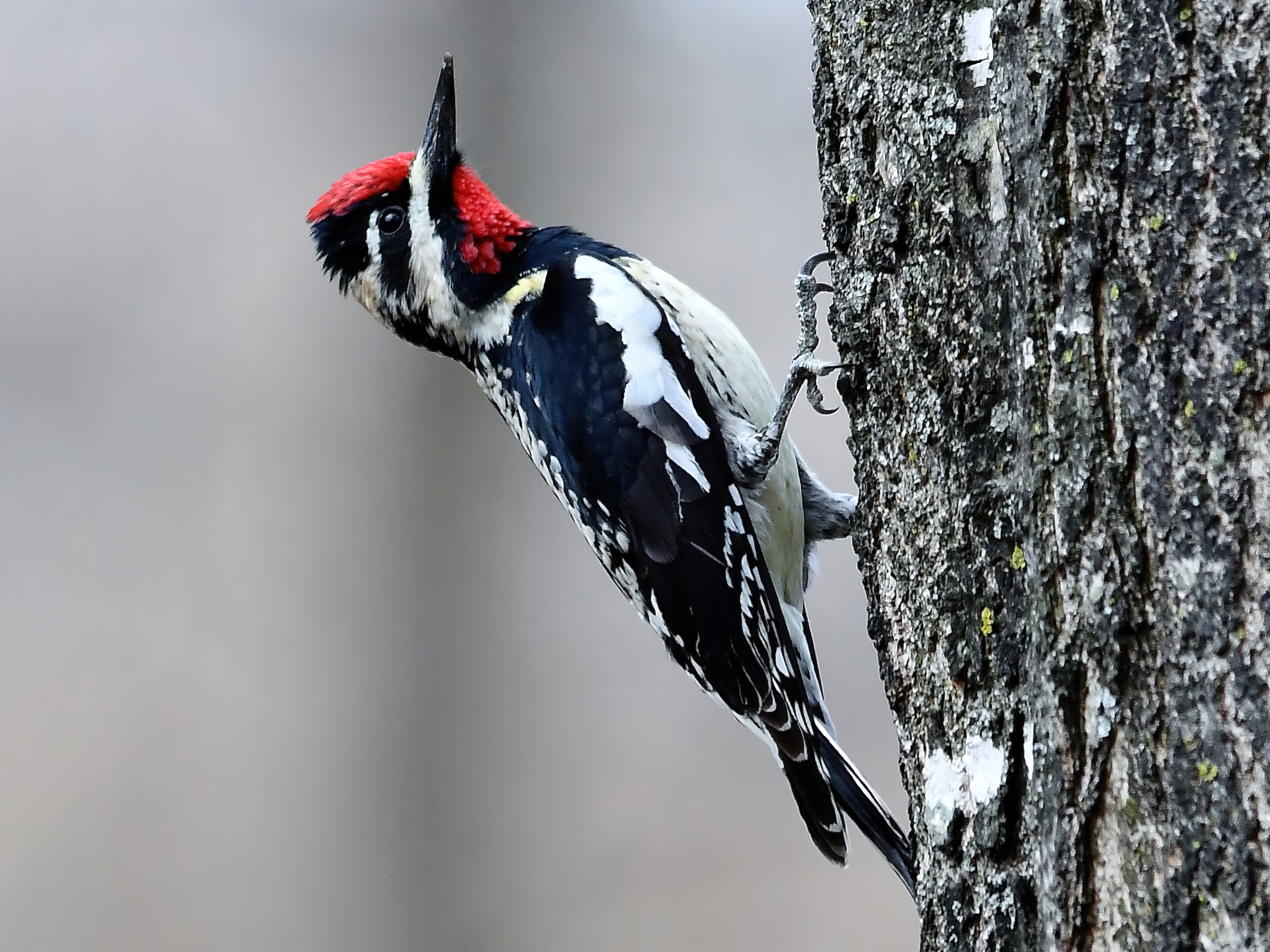 <p>Yellow-bellied Sapsucker</p>