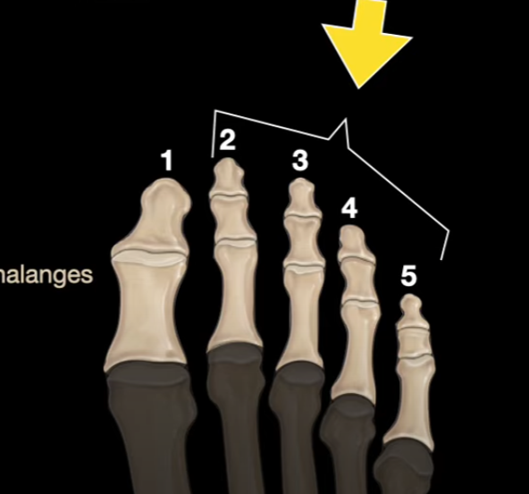 <p>What is the name of the other toes not including the big toe?</p>