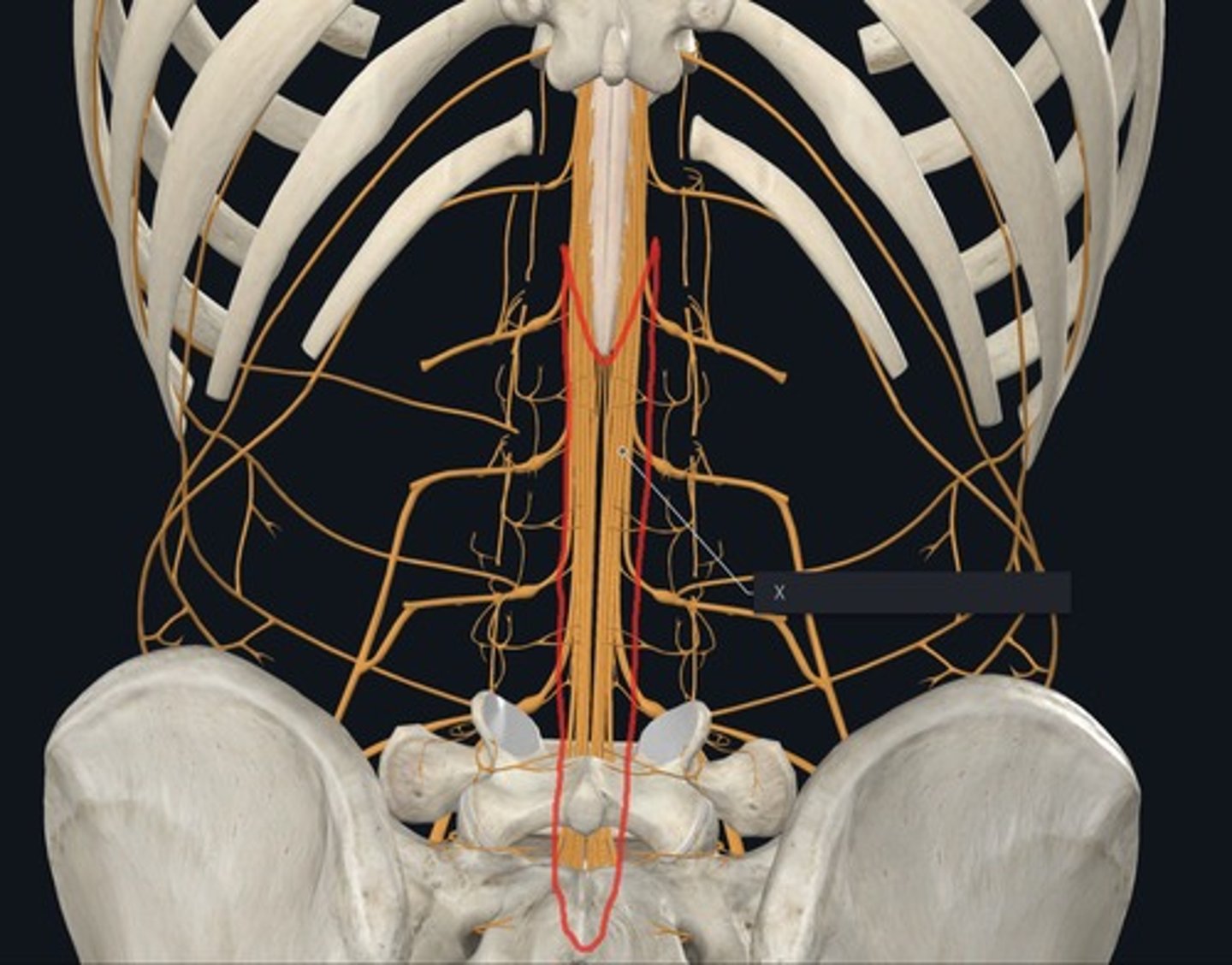 <p>Name these structures outlined in red and indicated by the X.</p>