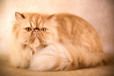 <p>Persian</p>