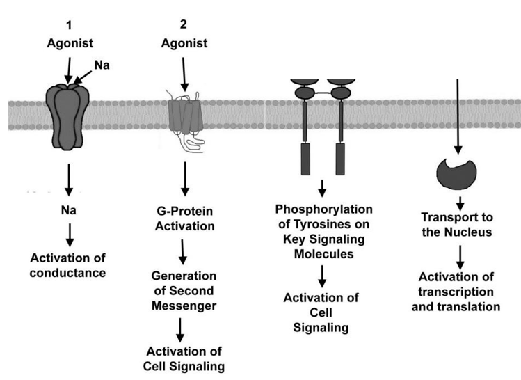 <p>1) Ionotrope receptoren</p><ul><li><p><em>vb. AMPA, GABA<sub>A</sub></em></p></li></ul><p>2) Metabotrope receptoren: G eiwit-gekoppelde receptoren</p><p>3) Enzyme-gekoppelde receptoren</p><p>4) Nucleaire receptoren</p><ul><li><p>fungeren als transcriptie factoren, genexpressie, DNA (geslachts-, stresshormonen)</p></li></ul><p></p>
