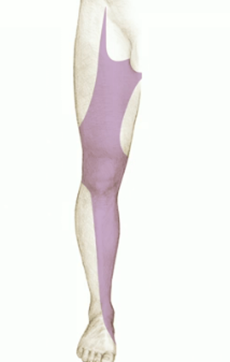 <p>- Motor to flexor iliopsoas and quadriceps femoris muscles.</p><p>- Sensory from skin of anterior thigh, medial leg.</p><p>- Most noticeable weakness with damage: flexion of the thigh (at the hip) and extension of the leg.</p>