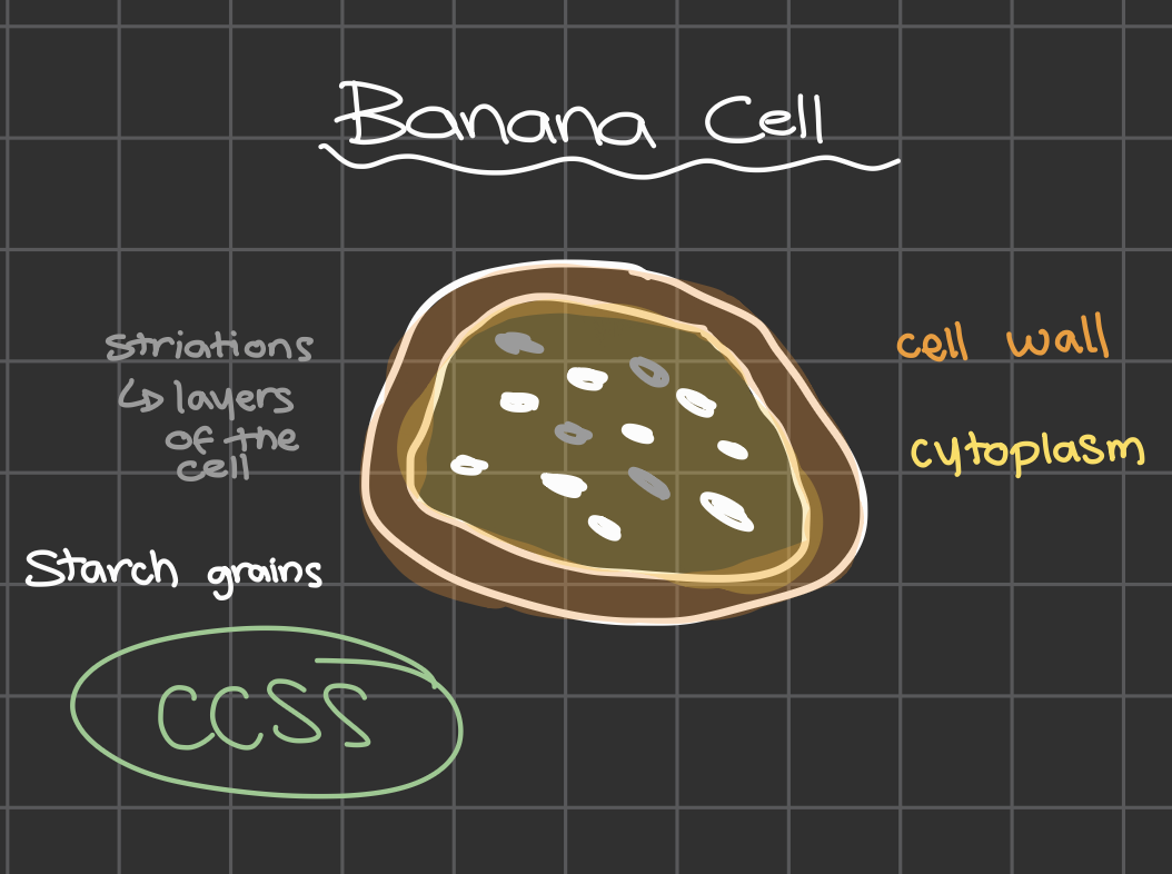 <p>Cell Wall,Cytoplasm, Starch Grains, Striations<br><br>NO NUCLEUS</p>