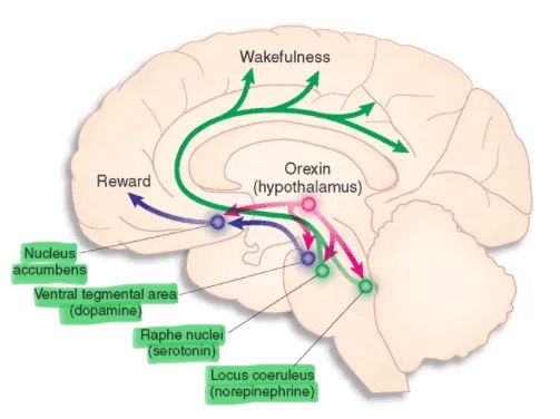 <p>-anxiety and depression</p><p>-SSRIs, SNRIs, and MAOIs</p><p>-raphe nucleus</p><p>-serotonin syndrome; agitation, autonomic hyperactivity(tachycardia and hyperthermia), and neuromuscular hyperactivity(hyperreflexia); cyproheptadine(serotonin antagonist)</p>
