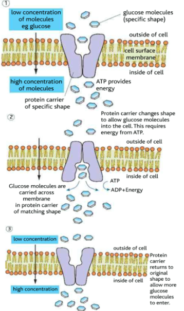 knowt flashcard image