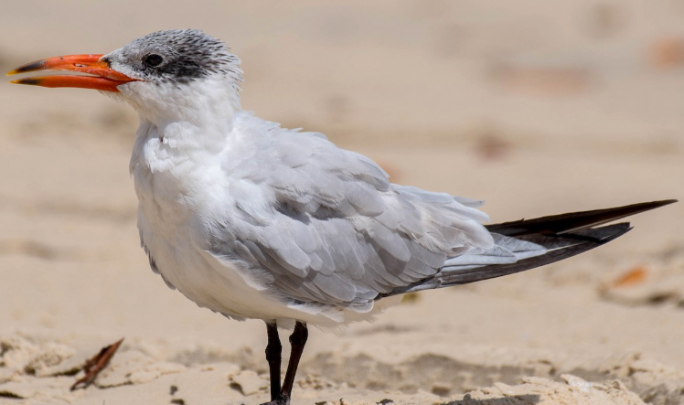 <p>What bird is this? </p>