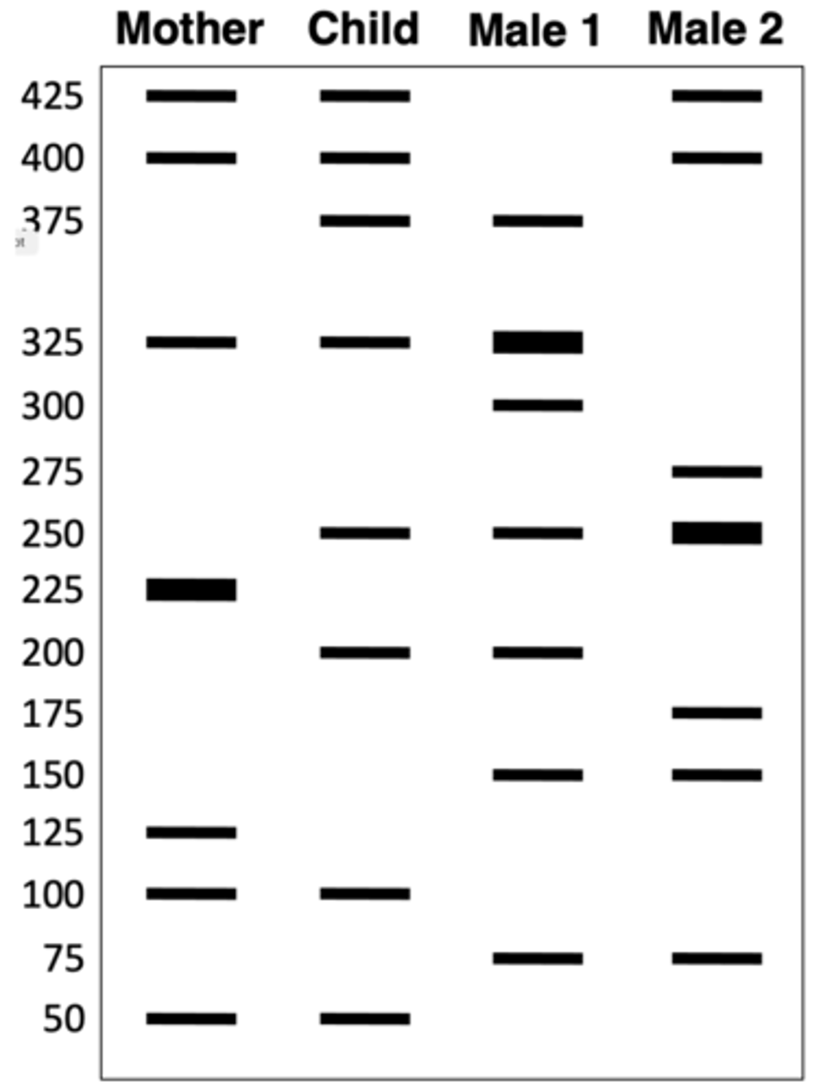 <p>DNA fingerprints from four people (a mother, her child, and two men) involved in a paternity case are to the right. Note that thick bands indicate signals with twice the amount of DNA relative to thin bands. Based on these results, which man could be the biological father of this child?</p>