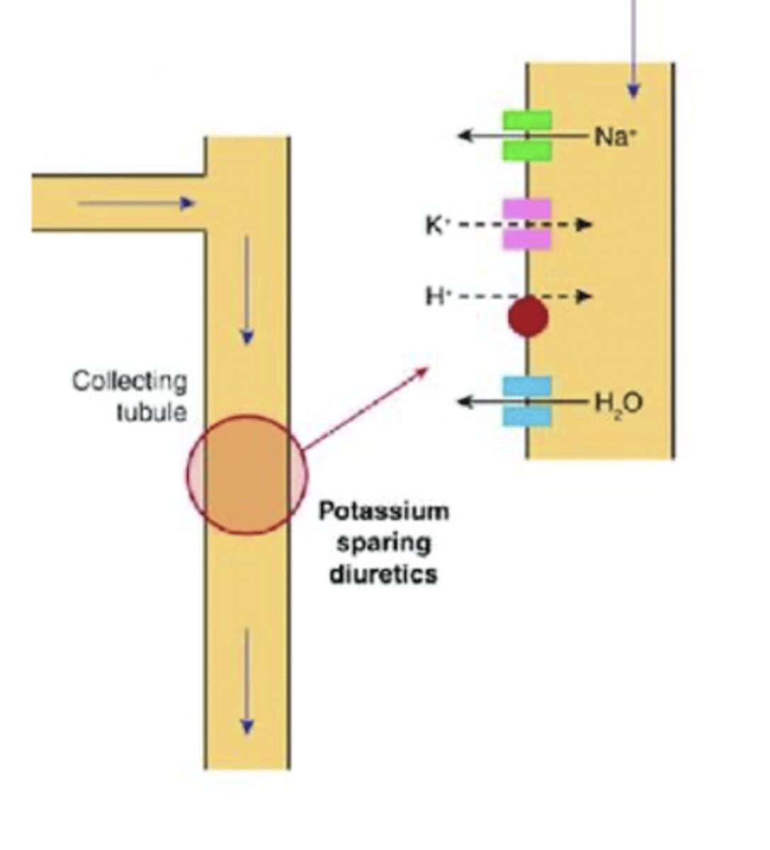 <p>- aldosterone is a mineralcorticoid, produced in adrenal cortex</p><p>- acts on mineralcorticoid receptors in distal tubules of kidney</p><p>- increase activity of luminal epithelial sodiun channels</p><p>- increases reabsorption of sodium and water</p><p>- elevates BP, with a corresponding increase in K excretion</p><p>- MRA inhibit the effect of aldosterone by competitive inhibition at mineralcorticoid receptors</p><p>- increases sodium and water excretion and K retention</p><p>- stops aldosterone in the RAAS system</p>