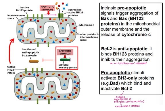 <ul><li><p>Intrinsic pro-apoptotic signals trigger aggregation of <strong>BH123 proteins </strong>Bak and Bax in the mitochondrial outer membrane, causing release of cytochrome C</p></li><li><p>Anti-apoptotic Bcl2 binds BH123 proteins and inhibits aggregation</p></li><li><p>Bcl2 is inhibited by <strong>BH3-only proteins </strong>(e.g. Bad, Bid, Bim, Puma, Noxa)</p></li></ul><p></p>