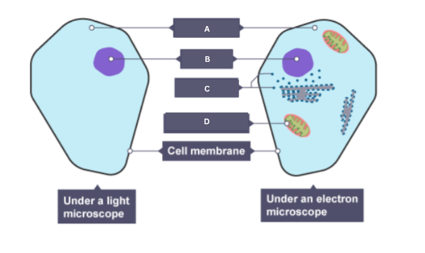 <p>Cell membrane</p>