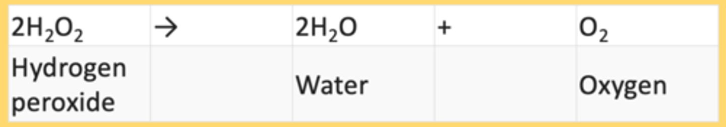 <p>catalase and hydrogen peroxide<br>(enzyme) + (substrate) = ES complex</p>