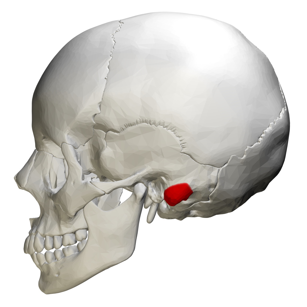 <p>posterior to styloid process; wide, not pointy; little nub</p>