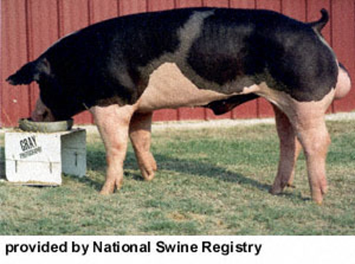 <p>Developed in Indiana, black and white spots, efficient feeders, noted for rapid weight gain, drop ears, slight dish face.</p>