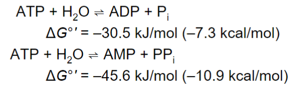 <p>ATP hydrolysis</p>