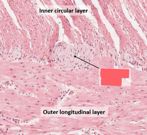 <ul><li><p>major nervous supply to muscularis</p></li><li><p>peristalsis (involuntary constriction)</p></li></ul><p></p>