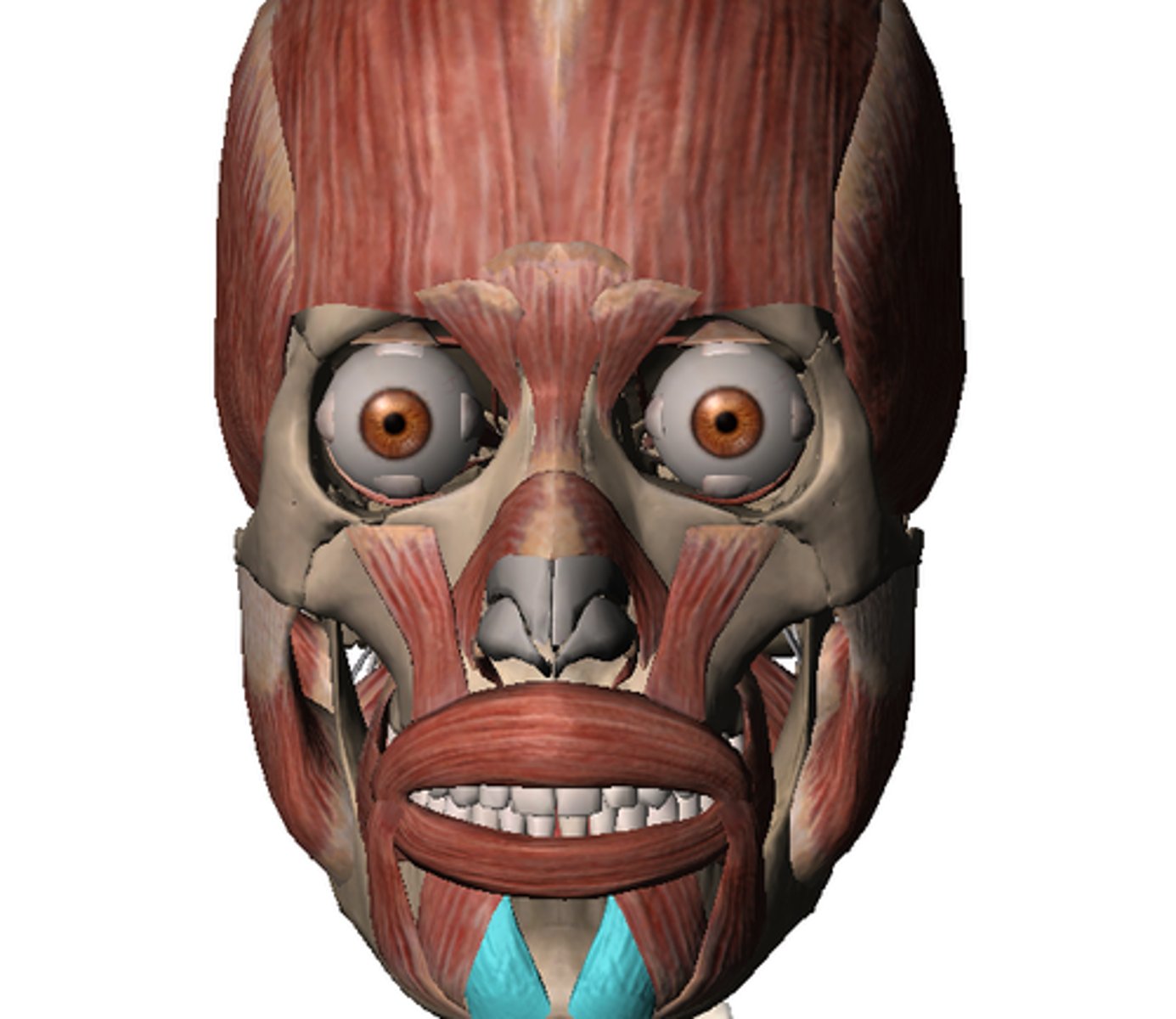 <p>Elevates and protrudes lip</p>