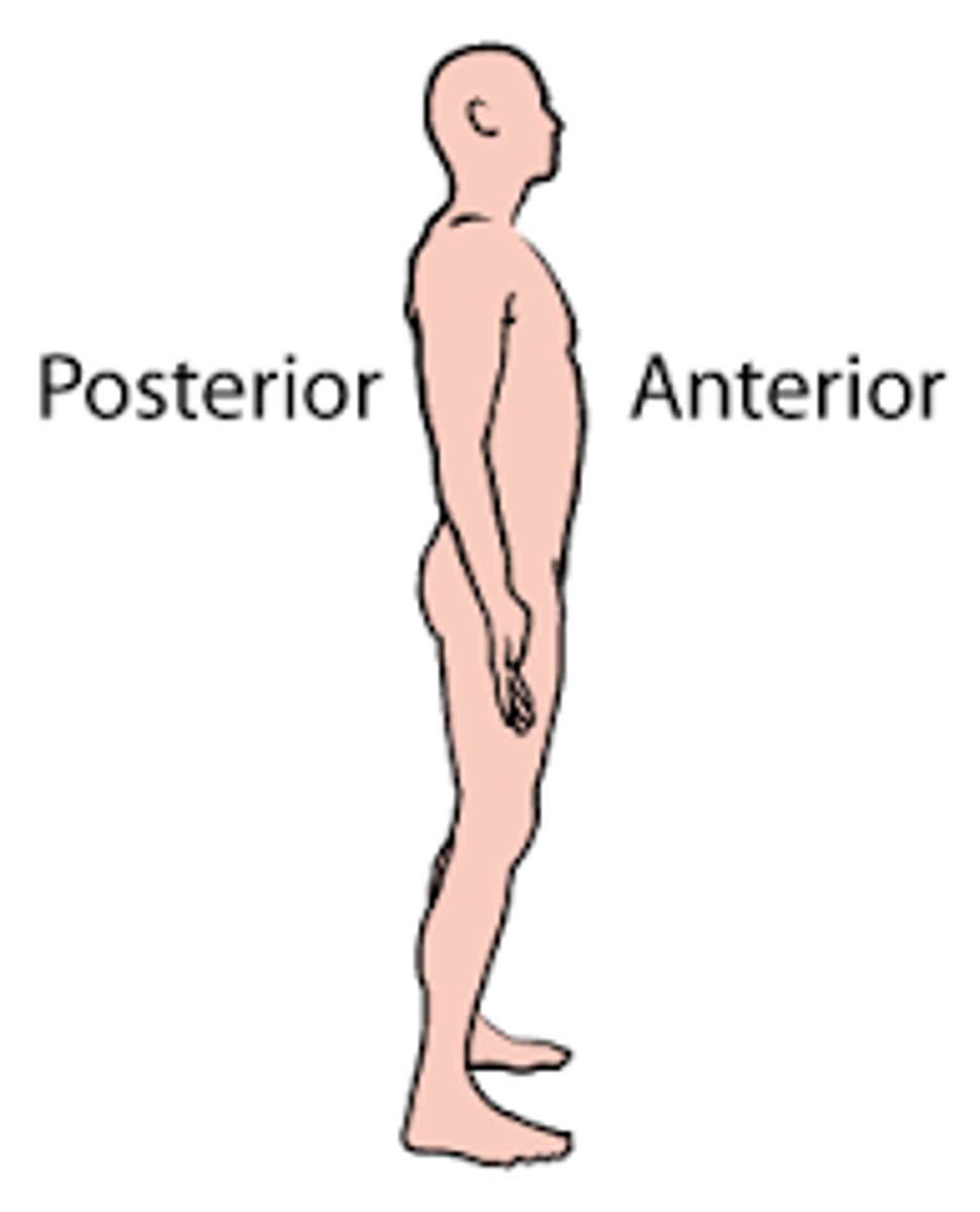 <p>posterior = back of body</p><p>anterior = front of body</p>