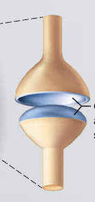 <p>Name the <span>synovial</span> joint</p>