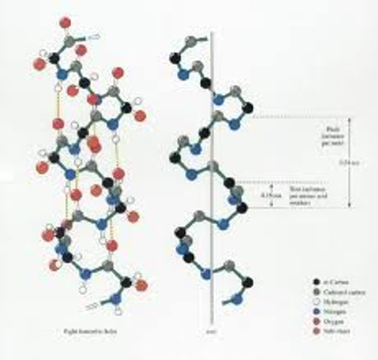 <p>A common motif in the secondary structure of proteins, the alpha helix (α-helix) is a right-handed coiled or spiral conformation, in which every backbone N-H group donates a hydrogen bond to the backbone C=O group of the amino acid four residues earlier (i+4 \rightarrow i hydrogen bonding). This secondary structure is also sometimes called a classic Pauling-Corey-Branson alpha helix . Among types of local structure in proteins, the α-helix is the most regular and the most predictable from sequence, as well as the most prevalent.</p>