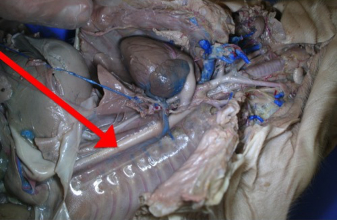 <p>Largest artery; carries oxygenated blood from the left ventricle to the body.</p>
