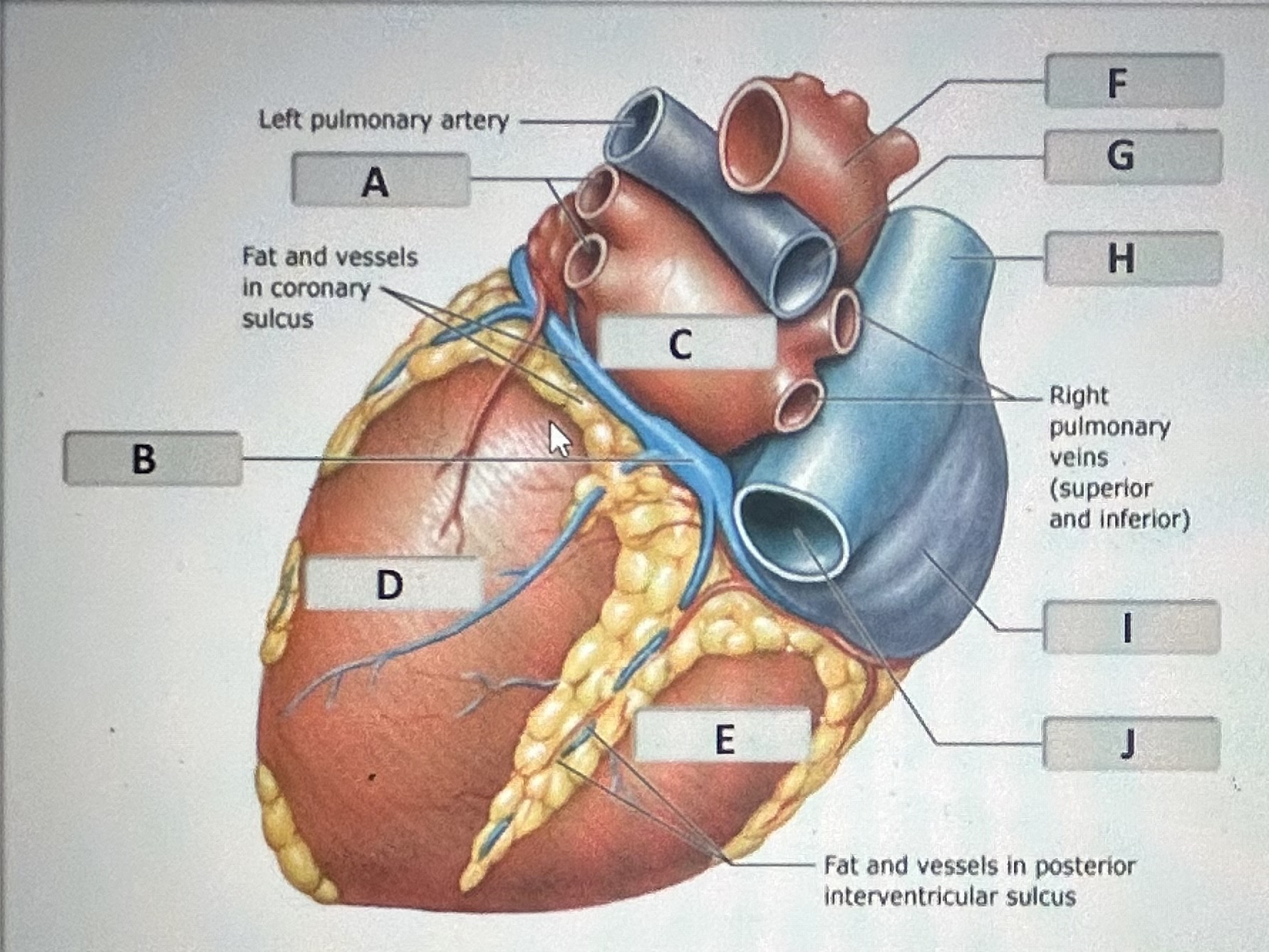 Identify the structural component of the posterior heart surface labeled D