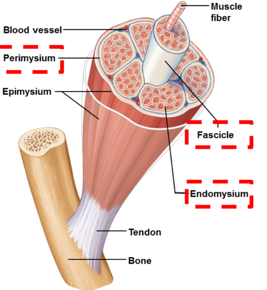 <p>sheath of connective tissue surrounding each individual muscle fibre</p>