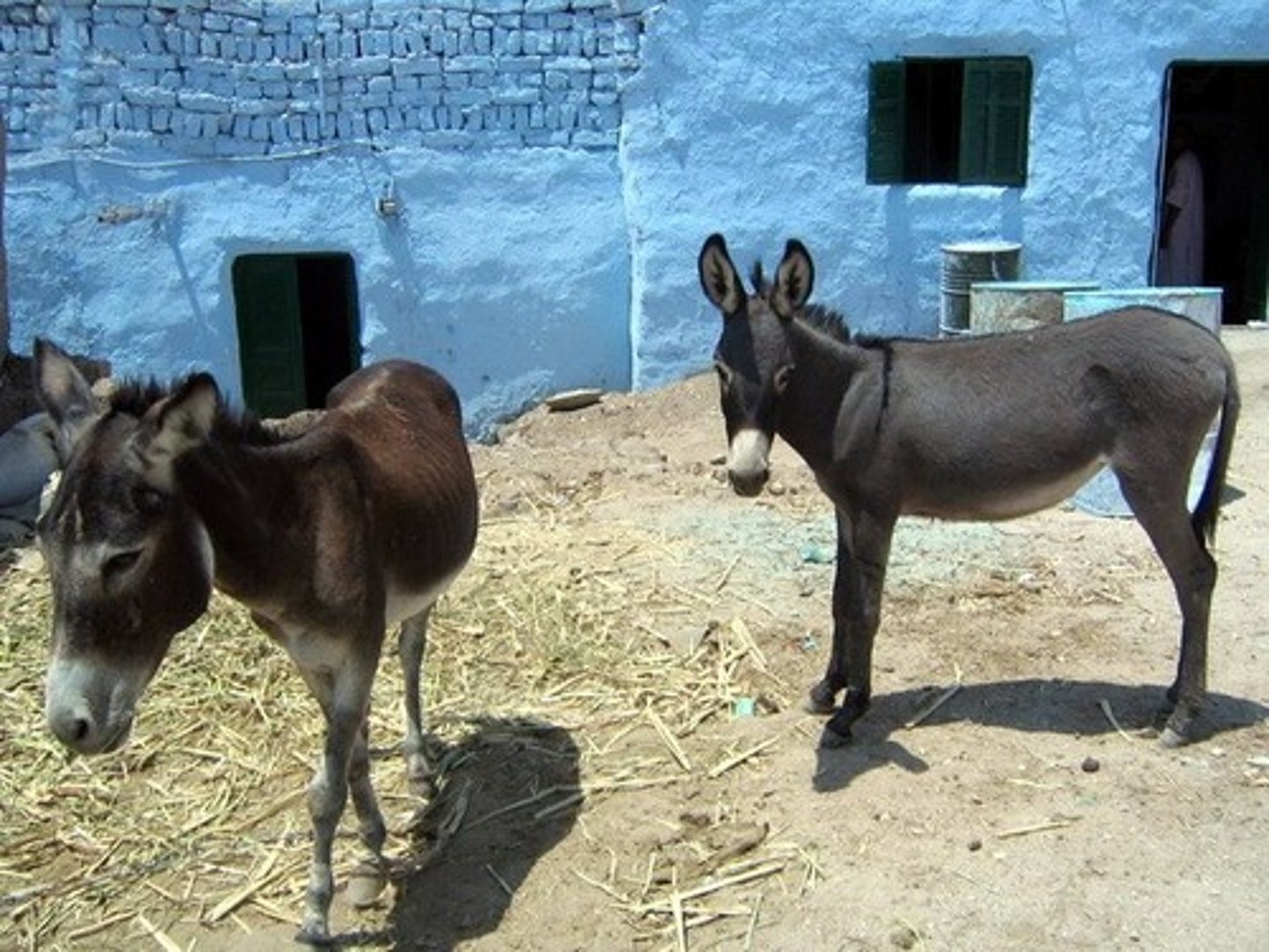 <p>donkey</p>